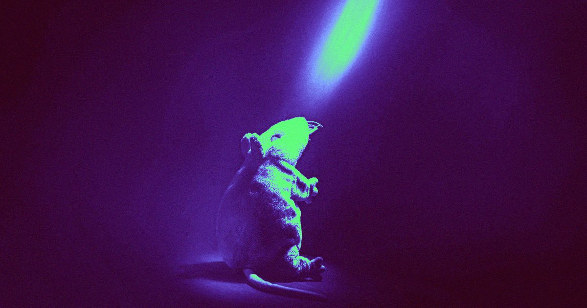 Ученые нашли способ «выключить» алкоголизм: на мозг надо подействовать лазером