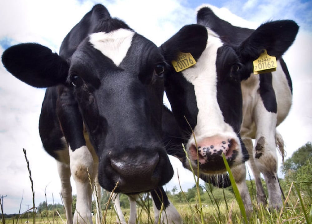 Британским коровам выдали ошейники с 5G