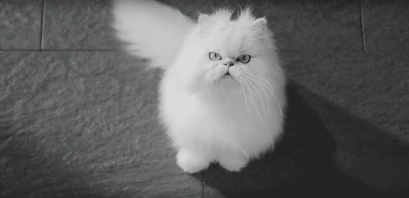 Кот и очки. Забавная реклама оптической фирмы