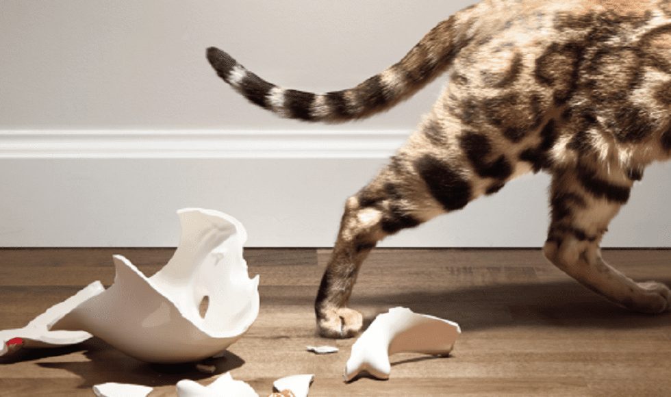 «Курка — НІ! М’ясний Optimeal — ТАК!» — новый рекламный ролик для Optimeal от агентства креативных решений Grape