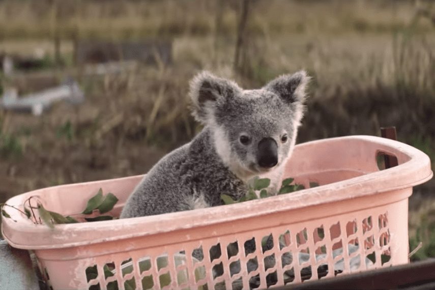 Австралийская страховая компания берется защищать дома коал