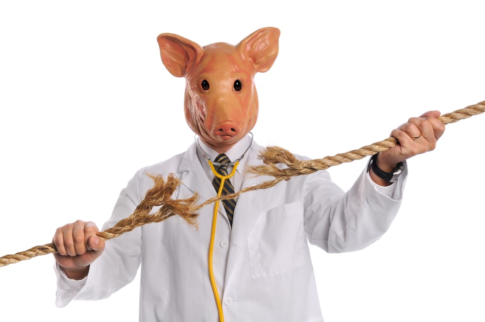 Кожу генетически модифицированной свиньи впервые пересадили человеку