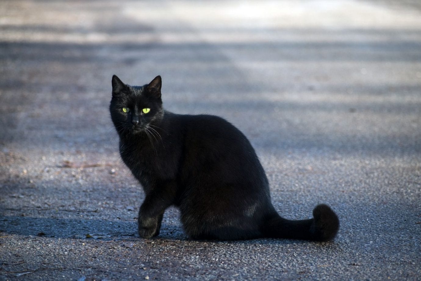 Funny black cat. Чёрная кошка перебежала дорогу. Черная кошка на дороге. Чёрный кот. Черная кошка перебегает дорогу.