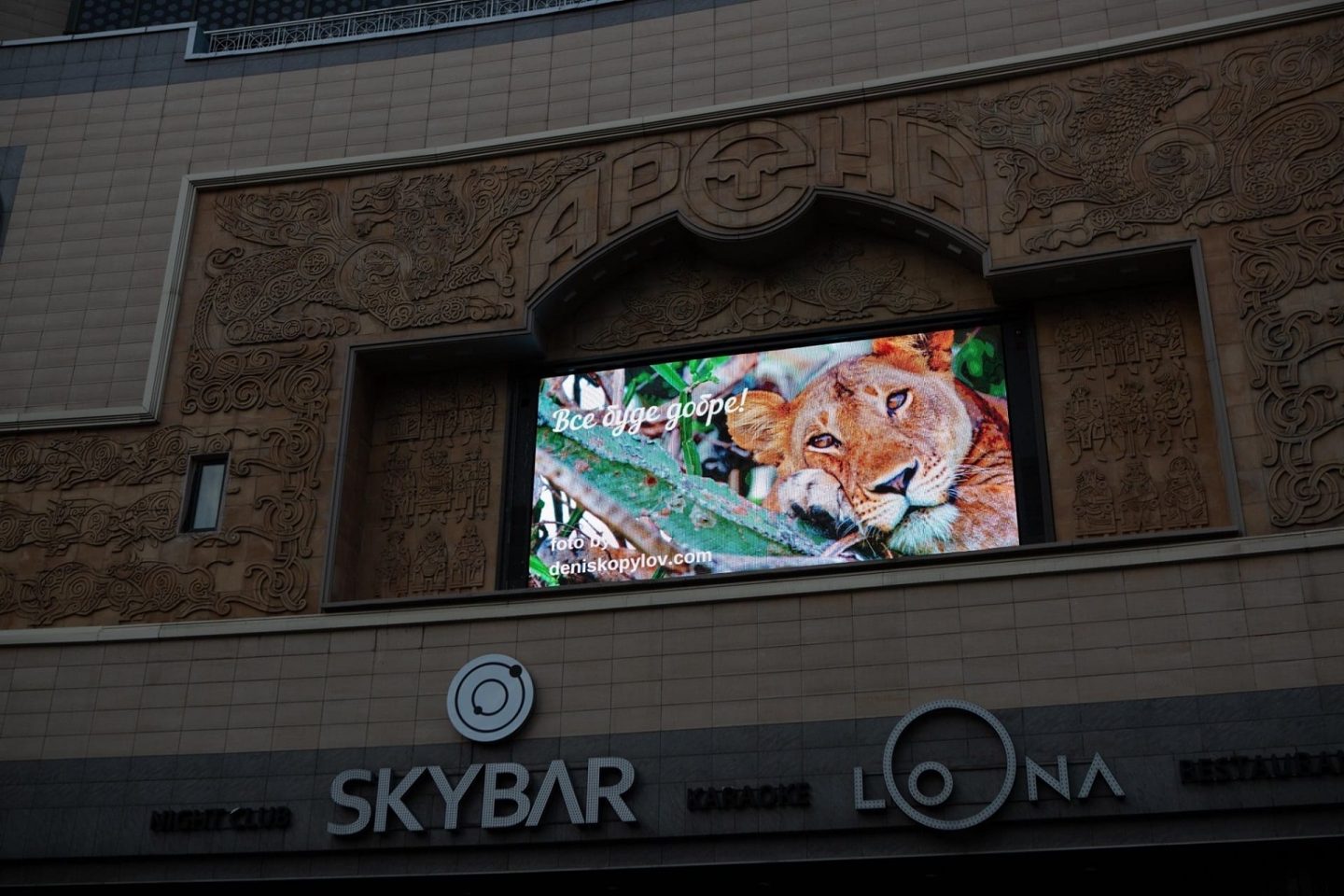 Все буде добре! Дикі тварини підтримують киян за допомогою цифрових екранів