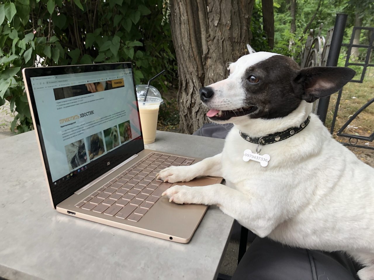 Блогер пес Гермес ищет соавтора-иллюстратора для создания учебника по человековедению