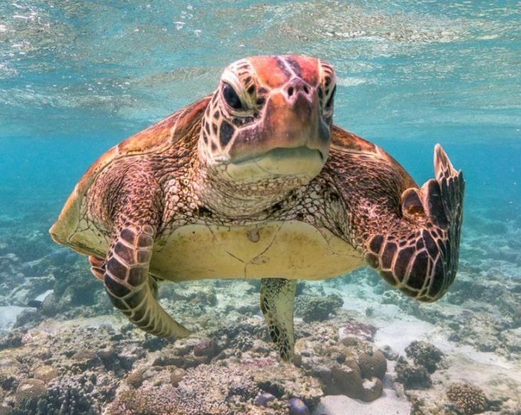 Конкурс кумедних фото диких тварин оголосив фіналістів