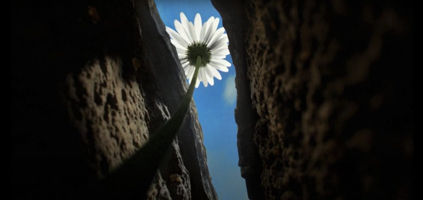 Весна прийшла — час саджати! Весняна кампанія B&Q підживлює надію