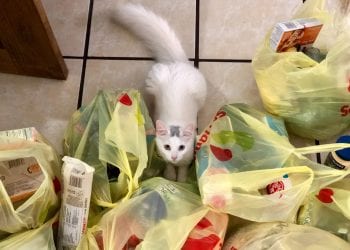 Верховна Рада заборонила в Україні пластикові пакети