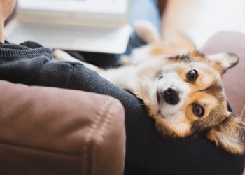 Освітній проєкт шукає українські компанії, які можуть поділитися досвідом створення pet-friendly офісів