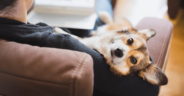 Освітній проєкт шукає українські компанії, які можуть поділитися досвідом створення pet-friendly офісів