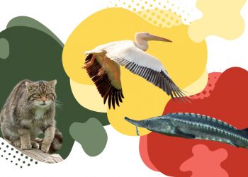 На Одещині знімають «Червоні рюкзаки» — дитячий проєкт про рідкісних тварин дельти Дунаю