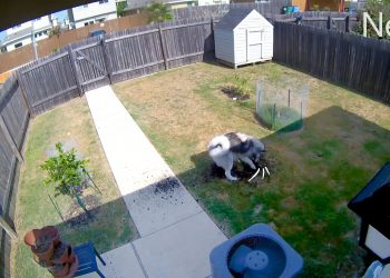 Google Nest показує, що домашні тварини роблять самі вдома