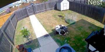 Google Nest показує, що домашні тварини роблять самі вдома