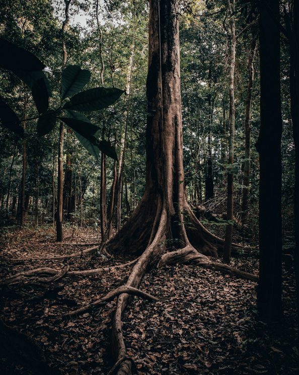 Facebook вживатиме заходів щодо незаконного продажу тропічних лісів Амазонії