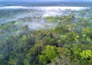 Facebook вживатиме заходів щодо незаконного продажу тропічних лісів Амазонії