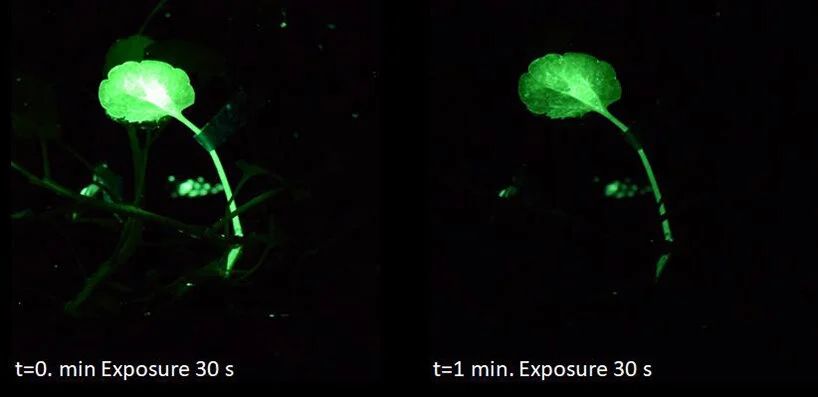 Читати під світлом вазону: науковці намагаються перетворити рослини на ліхтарі