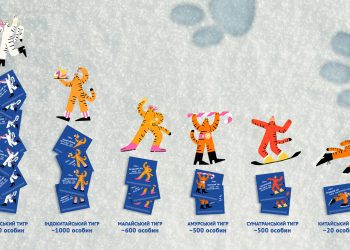 «Сільпо» та R Agency звернули увагу на рідкісних тигрів