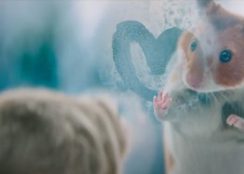 Albert Heijn створила крихітну пухнасту історію кохання до свят