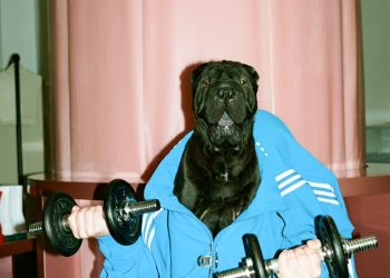 Песики з різними професіями – нові календарні зірки 2022 року