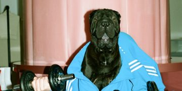 Песики з різними професіями – нові календарні зірки 2022 року