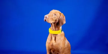 Розумний нашийник хоче стати Apple Watch для вашої собаки