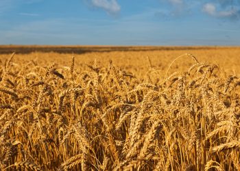 Синьо-жовтий експеримент Юрка Гуцуляка