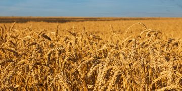 Синьо-жовтий експеримент Юрка Гуцуляка