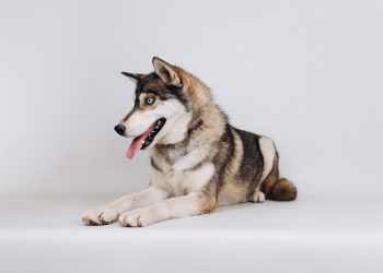 30 котів і собак шукають родини в соцмережах: Pethouse та Gostomel Shelter запустили AdoptMe Days Online