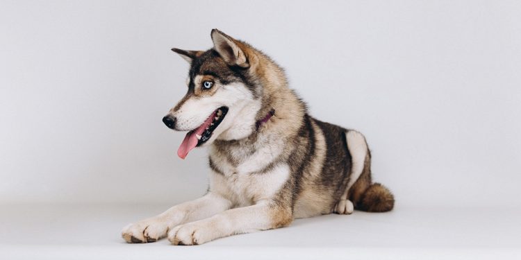 30 котів і собак шукають родини в соцмережах: Pethouse та Gostomel Shelter запустили AdoptMe Days Online